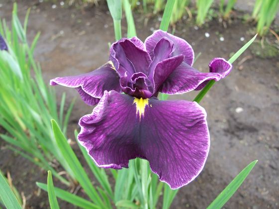 花菖蒲園