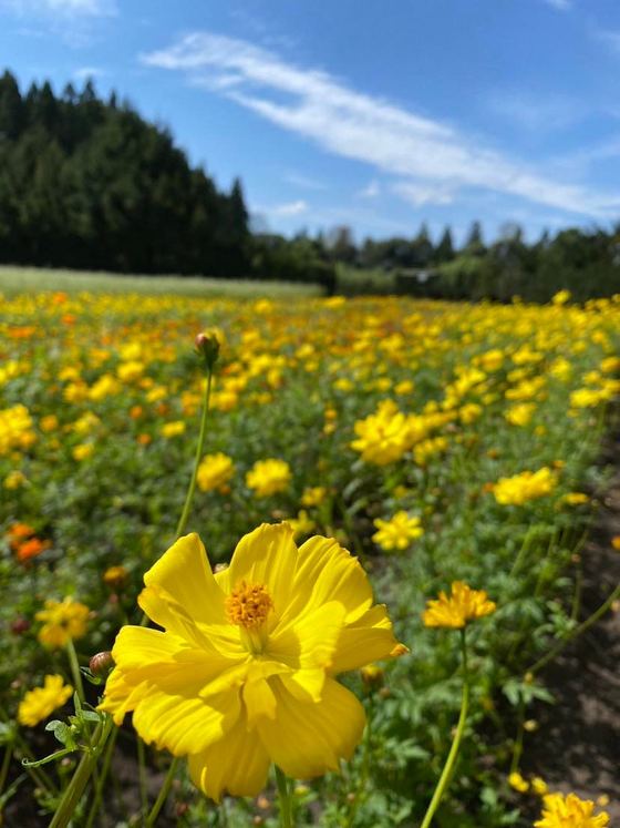 花言葉は・・・
