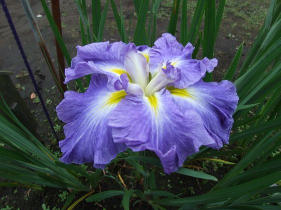 花菖蒲園