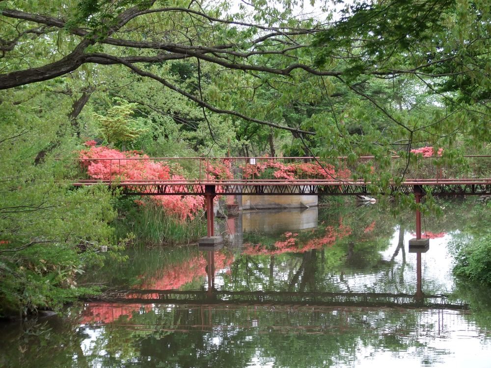 鯉沼