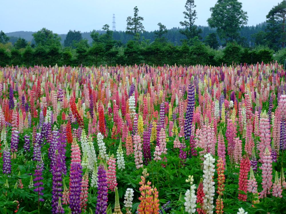 ルピナスはマメ科の多年草で、原産地は北米の植物です。北米を中心に約300種類あると言われています。