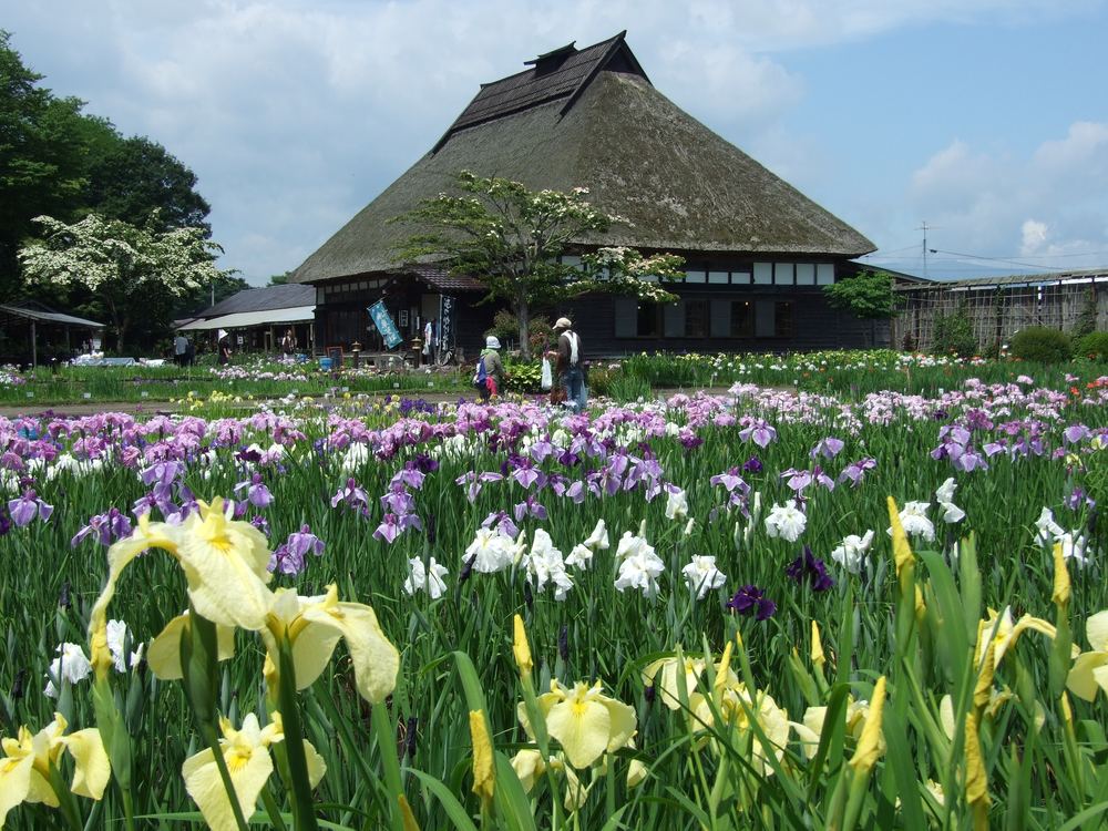 ここでは、開花株のポット苗を購入する事ができます。
