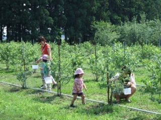 低い場所にもたくさんなっているので、小さなお子様も楽しめます。