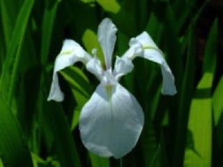 カキツバタ（実生花）