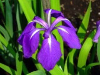 カキツバタ（実生花）