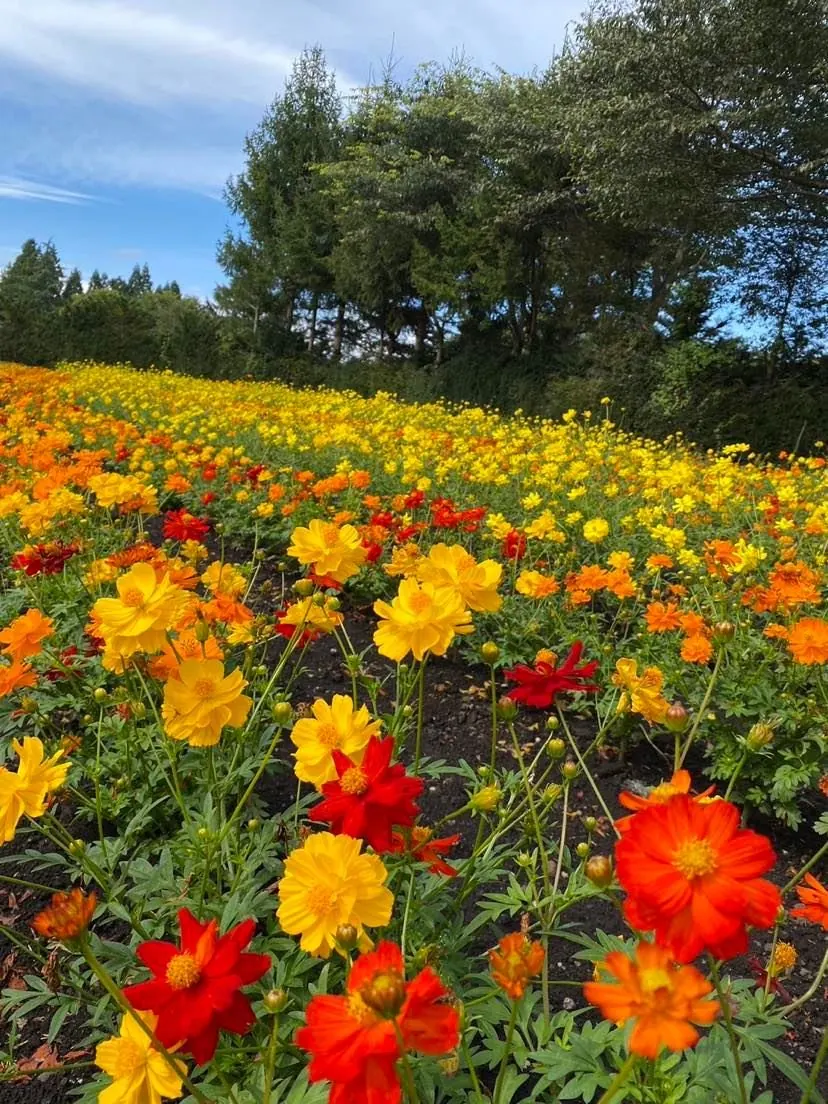 黄花コスモス