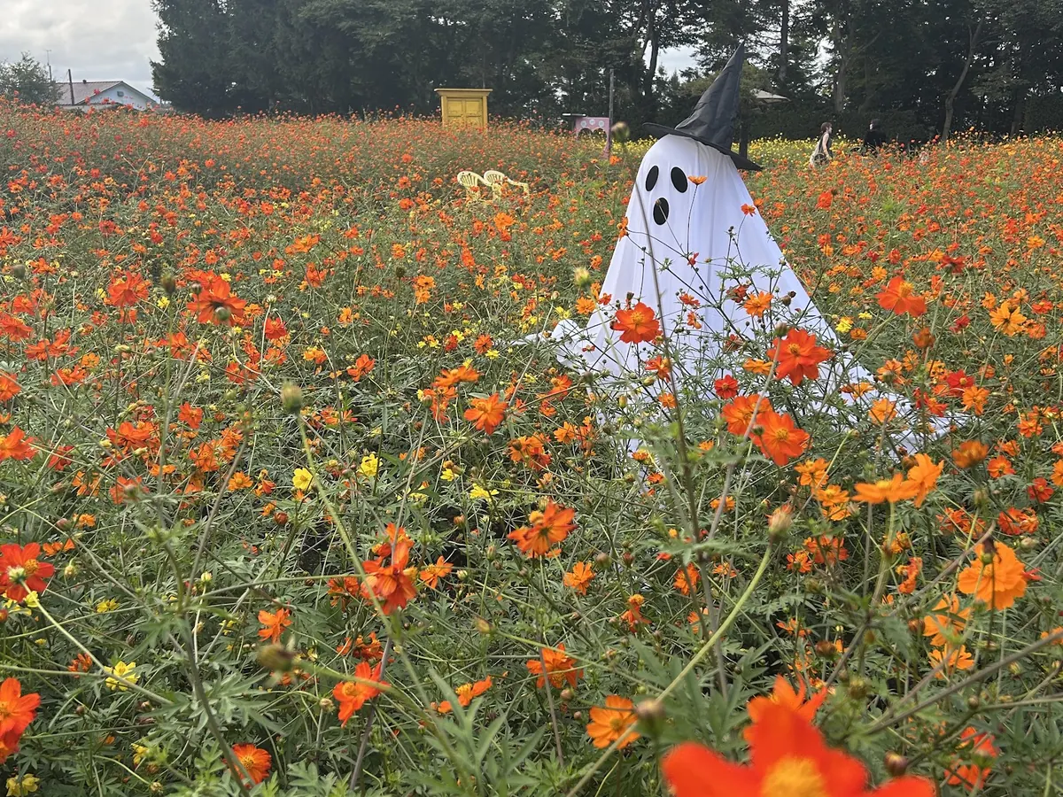 黄花コスモス畑のおばけの飾り