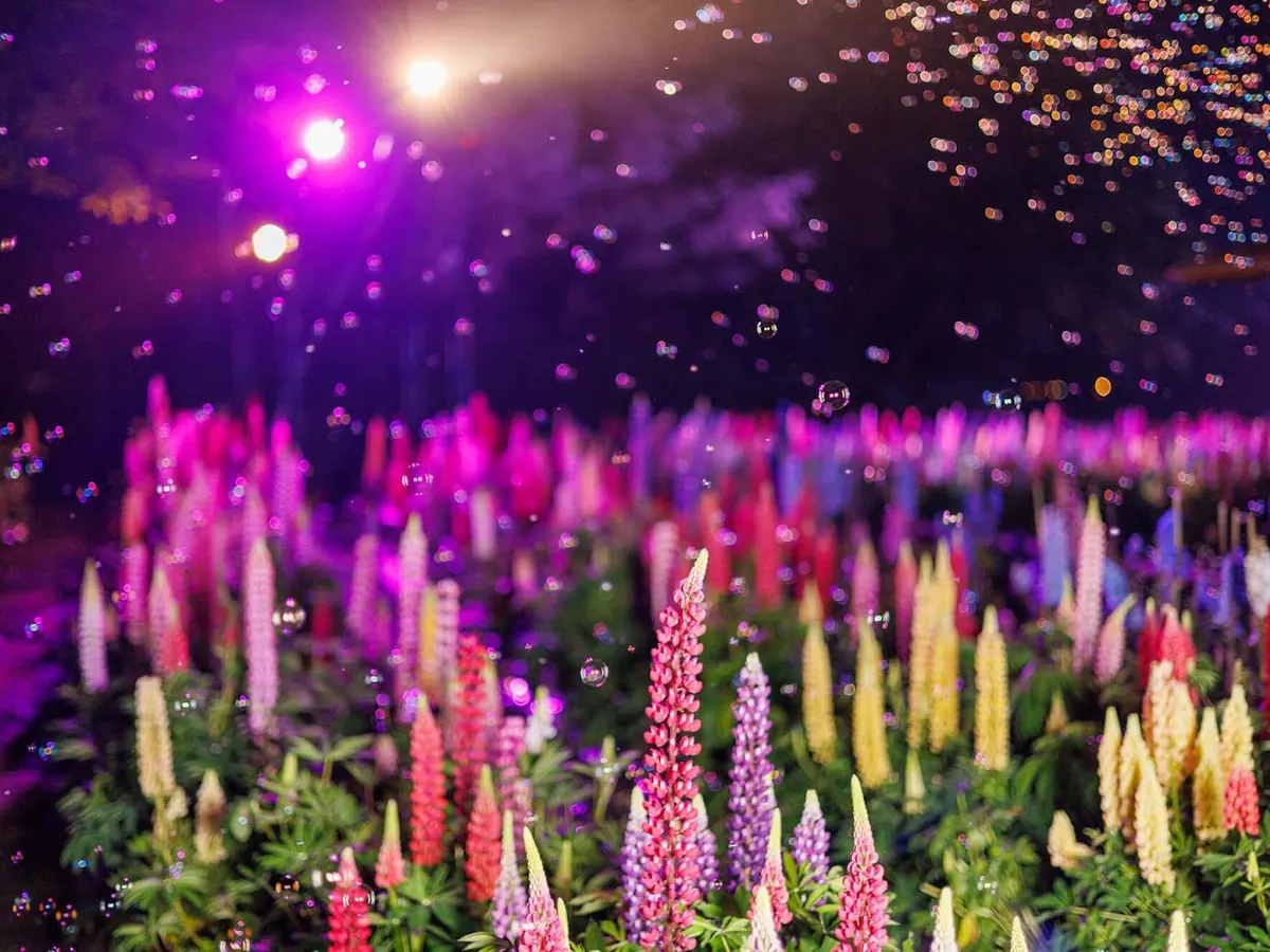 Lupines lit up at Imagination Night