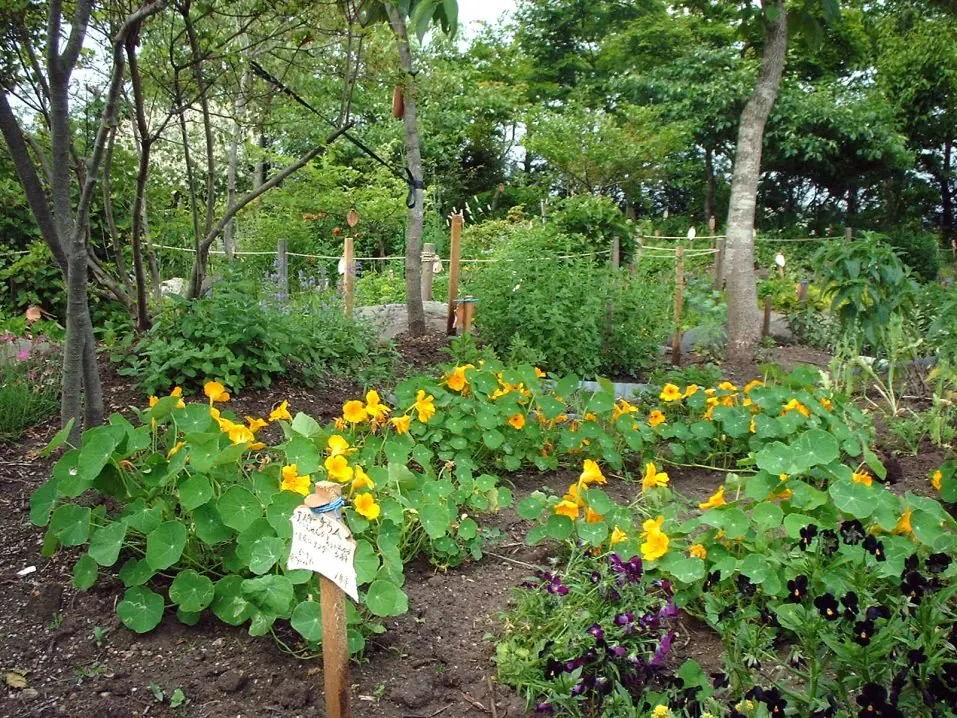 山野草園