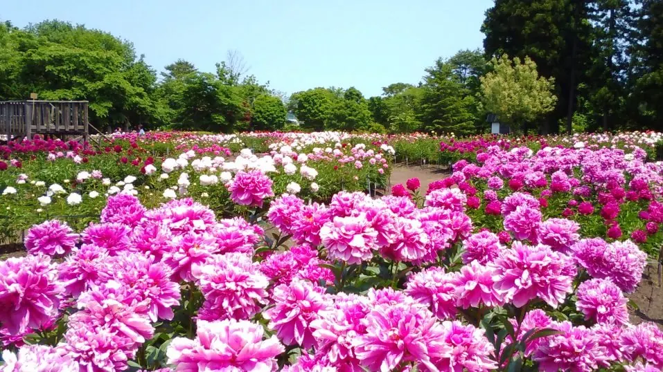 芍薬園