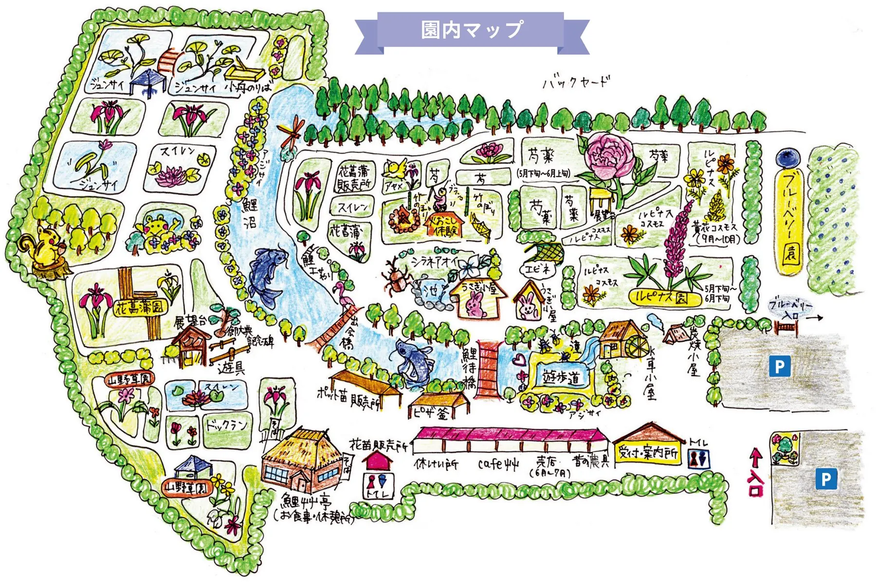 手描きの園内マップ。花菖蒲園、芍薬園、ルピナス園、鯉沼、鯉艸亭、受付・案内所などの配置