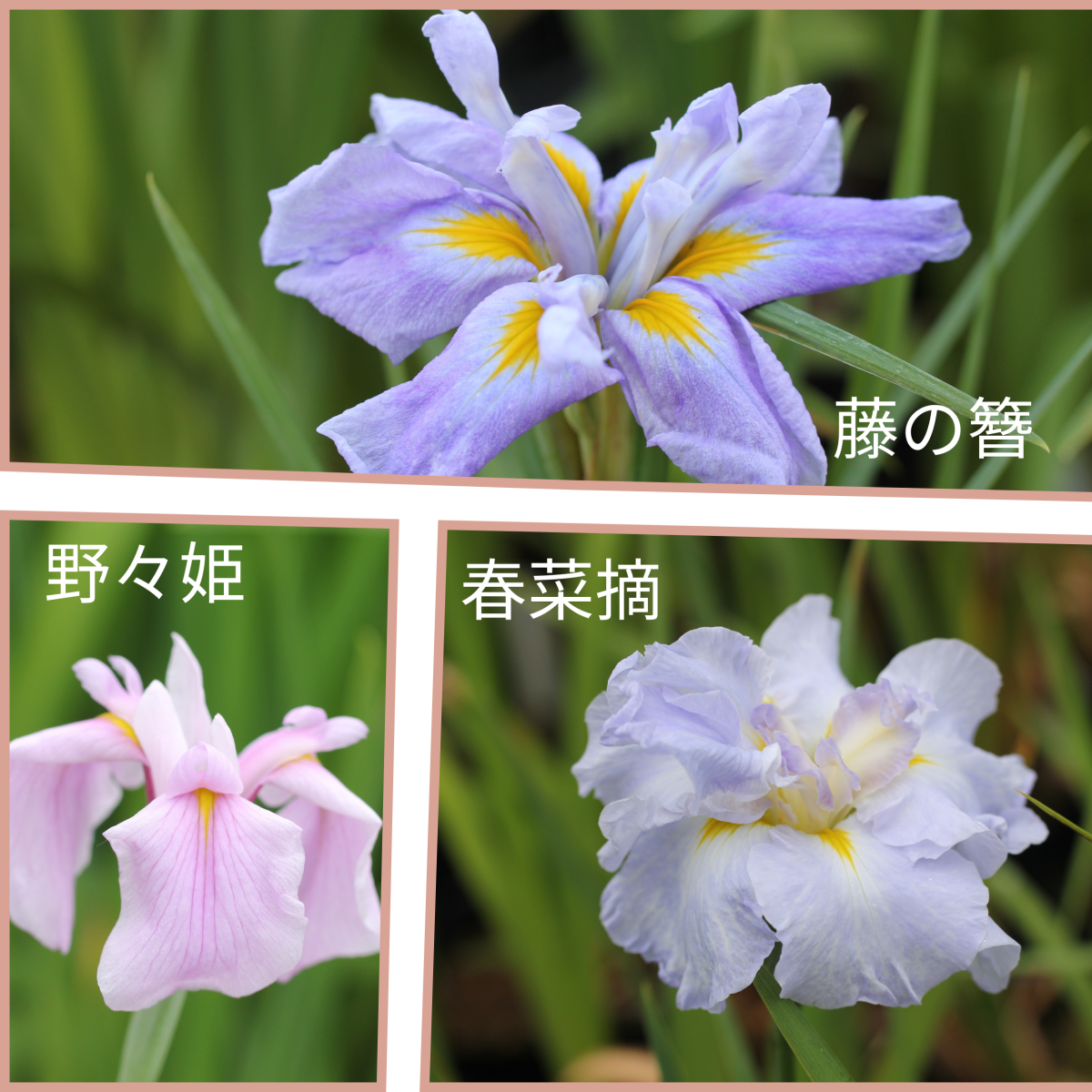 極矮性セット（藤の簪、野々姫、春菜摘）