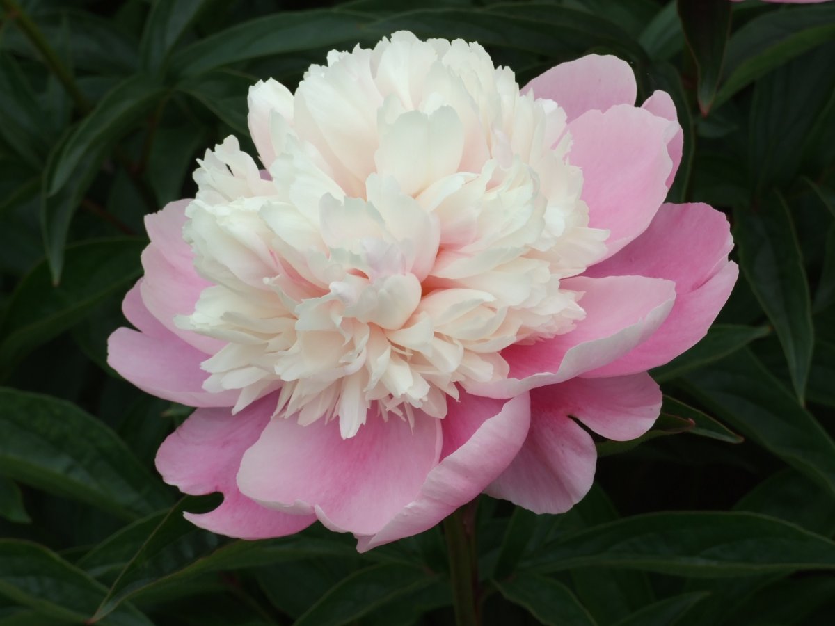 向陽奇花