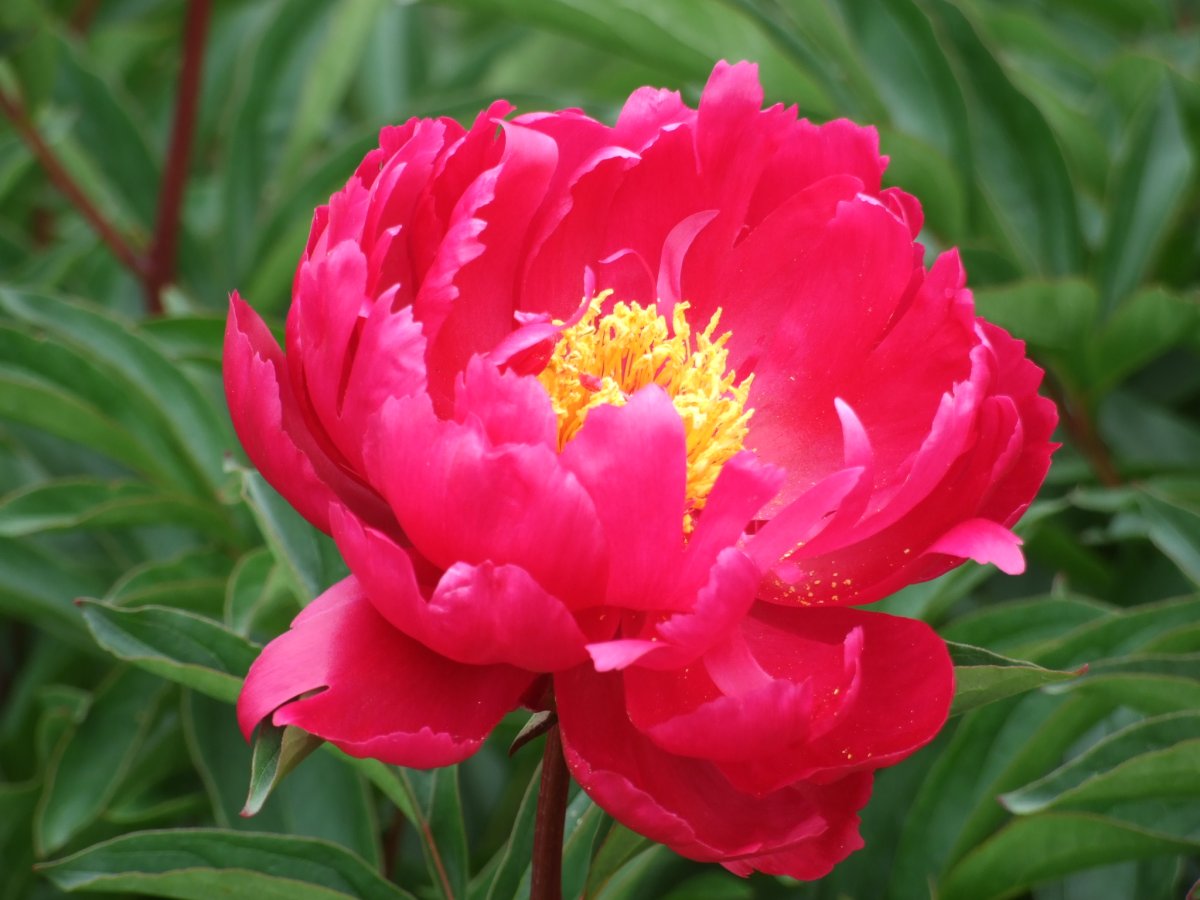 紫芙蓉